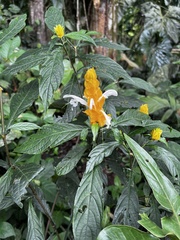 Pachystachys lutea