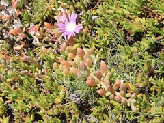 Disphyma crassifolium