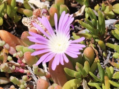 Disphyma crassifolium