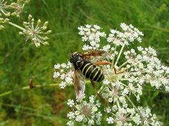 Spilomyia diophthalma