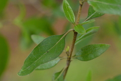 Coprosma ×cunninghamii