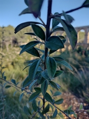Cotoneaster pannosus