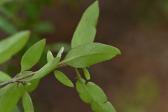 Coprosma ×cunninghamii