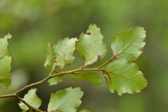 Nothofagus fusca
