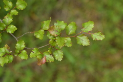 Nothofagus fusca