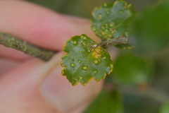 Nothacus tuberculatus