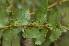 Nothacus tuberculatus