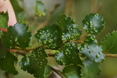 Nothacus tuberculatus