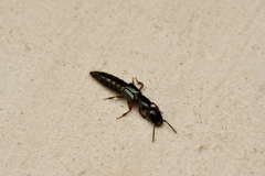Thyreocephalus