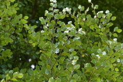 Nothofagus fusca