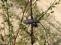 Monochamus sutor