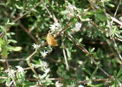 Olearia bullata