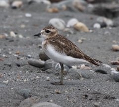 Charadrius bicinctus
