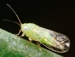 Heteropsylla