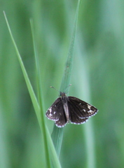 Heteropterus morpheus