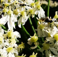 Sceliphron curvatum