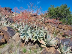 Aloe karasbergensis