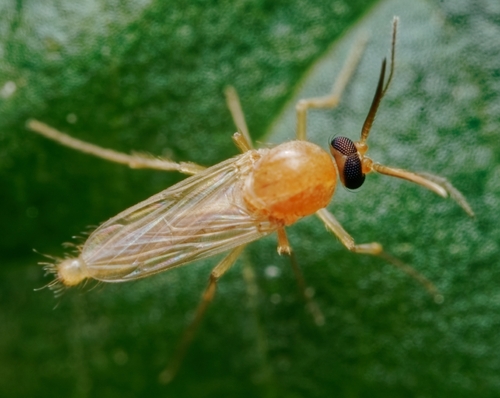 Atrichopogon jacobsoni, 2022-12-24