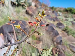 Aloe karasbergensis