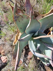 Aloe karasbergensis