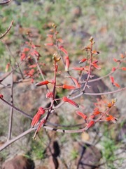 Aloe karasbergensis