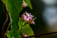 Ipomoea plebeia
