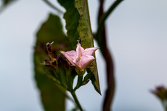Ipomoea plebeia