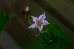 Ipomoea plebeia