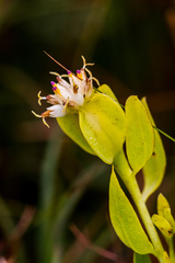 Lopholaena dregeana