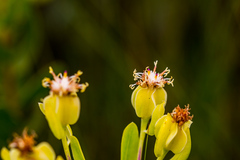 Lopholaena dregeana