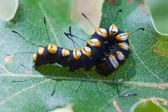Acronicta funeralis