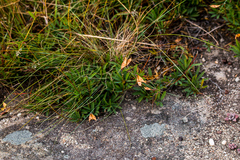 Lotononis bachmanniana