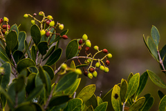 Olea capensis enervis