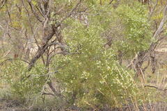 Myoporum platycarpum