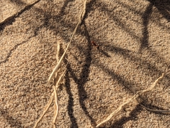 Pogonomyrmex californicus