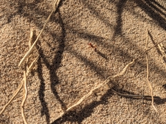 Pogonomyrmex californicus