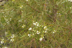 Myoporum platycarpum