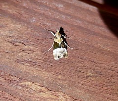 Eudonia aspidota