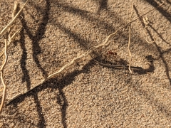 Pogonomyrmex californicus