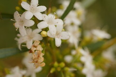 Myoporum platycarpum