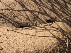 Pogonomyrmex californicus