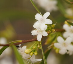 Myoporum platycarpum