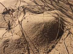 Pogonomyrmex californicus