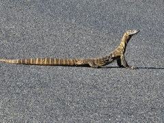 Varanus rosenbergi