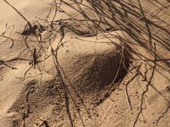 Pogonomyrmex californicus