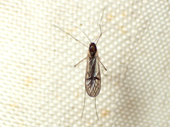 Dixella