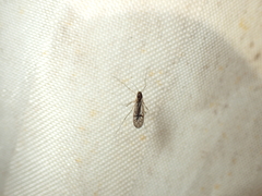Dixella