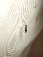 Dixella