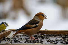 Coccothraustes coccothraustes