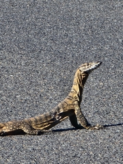 Varanus rosenbergi